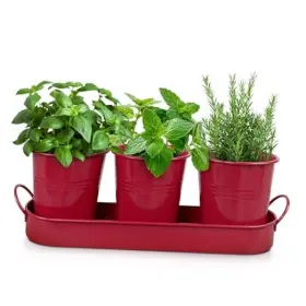 GPMRD3STTR PLEXON Herb Planter Garden Set Tray Pots GPMRD3STTR PLEXON Herb Planter Garden Set Tray Pots