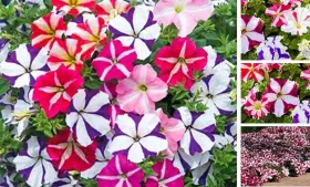 WD1281 WELLDALES Petunia Double Mix Seeds Grow Basket Flower WD1281 WELLDALES Petunia Double Mix Seeds Grow Basket Flower