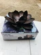 Floating Lotus Torch for Landscape Pond