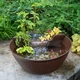 Aquascape 78325 AquaGarden Mini Pond Kit - Mocha