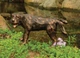 Aquascape 78310 Naughty Dog Spitter Aquascape 78310 Naughty Dog Spitter